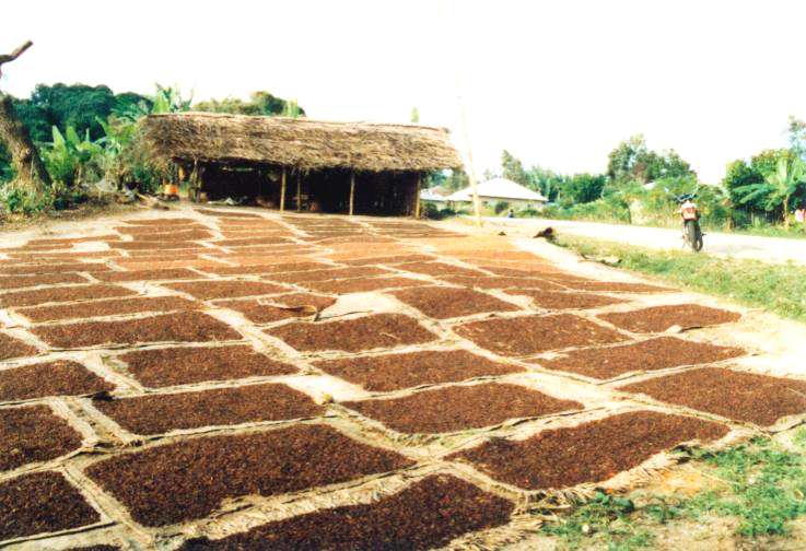 Seasonal clove buds drying on Pemba1